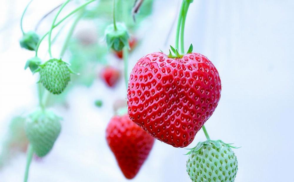 【訳アリ】完熟冷凍苺 よつぼし1.0kg / 化粧箱入【果実まるごとアイス】