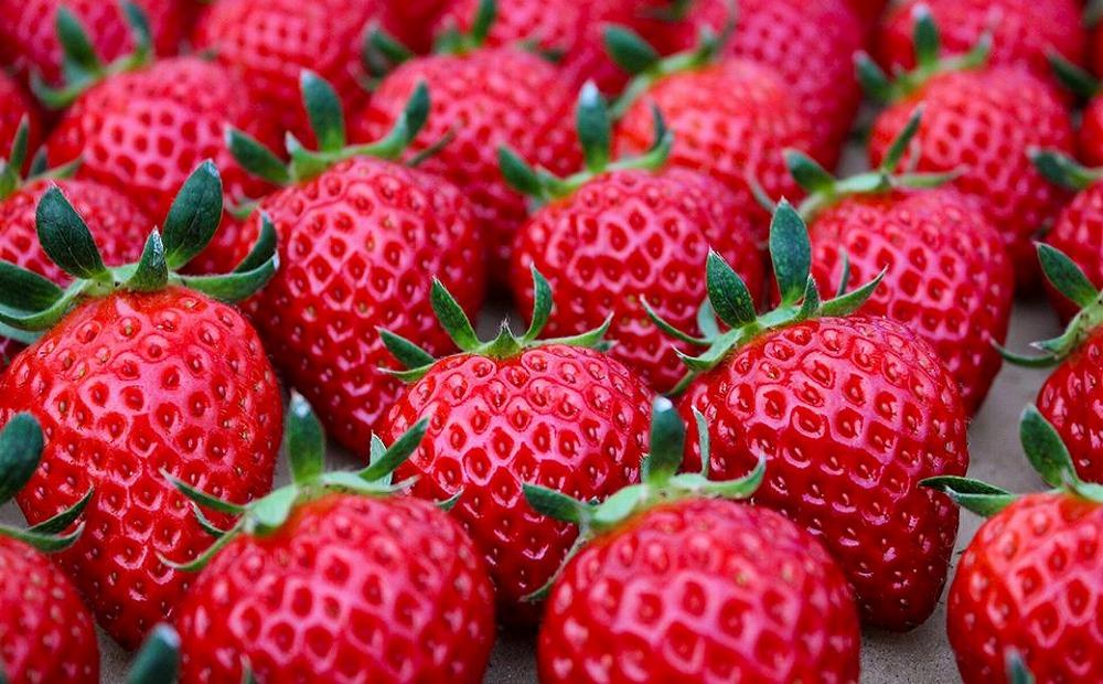 【完熟クラフト苺BERRY】有名シェフ御用達【樹上完熟赤いちご】約500g（出荷2025年12月上旬～2026年5月下旬）