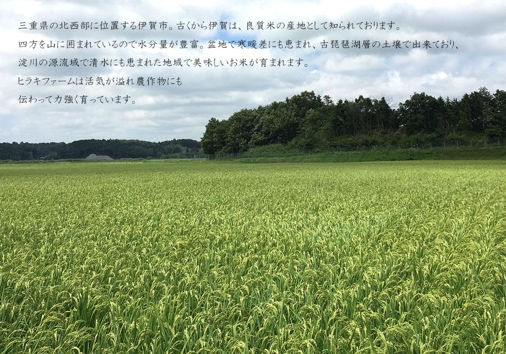 《令和7年産》米 三重県伊賀産 ミルキークイーン ヒラキファーム栽培　白米5kg