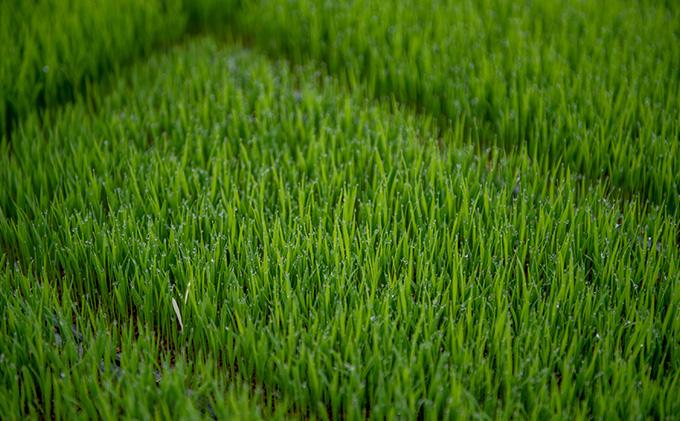 特別栽培米 伊賀米食べくらべ真空パック セット 6合（900g）×3