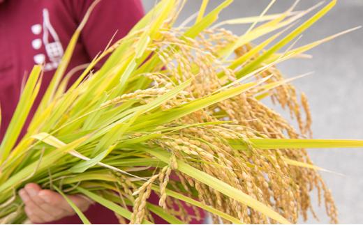 半蔵 純米大吟醸神の穂・赤ラベル720mlセット