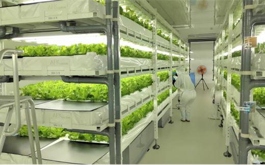 アノレタス（リーフレタス）新鮮シャキシャキ 栽培期間中無農薬低カリウムレタス 12袋×6ヶ月連続お届けセット