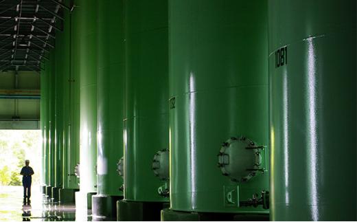 チョーヤ梅酒 さらりとした梅酒スパークリング 250ml缶×24本