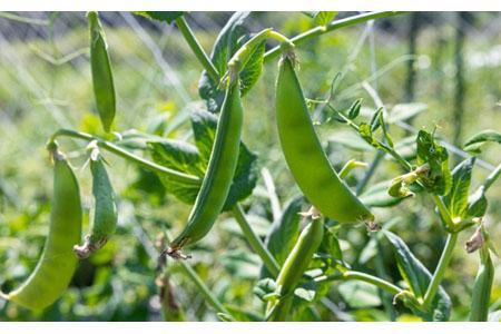 農園はなうた お野菜収穫体験券 5名様まで