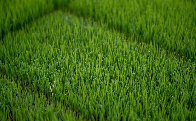 特別栽培米 伊賀米みえのゆめ 真空パック 5kg