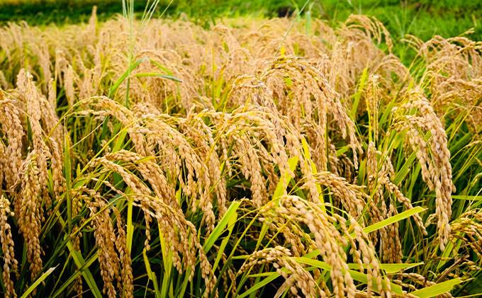 特別栽培米 伊賀米コシヒカリ真空パック セット 6合（900g）×3