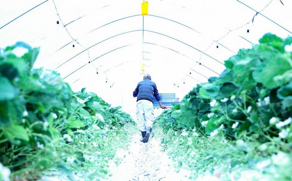 【完熟クラフト苺BERRY】有名シェフ御用達【樹上完熟よつぼし】約500g（出荷2025年12月上旬～2026年5月下旬）