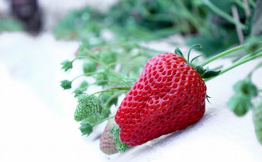 【完熟クラフト苺BERRY】有名シェフ御用達【樹上完熟紅ほっぺ】約500g（出荷2025年12月上旬～2026年5月下旬）