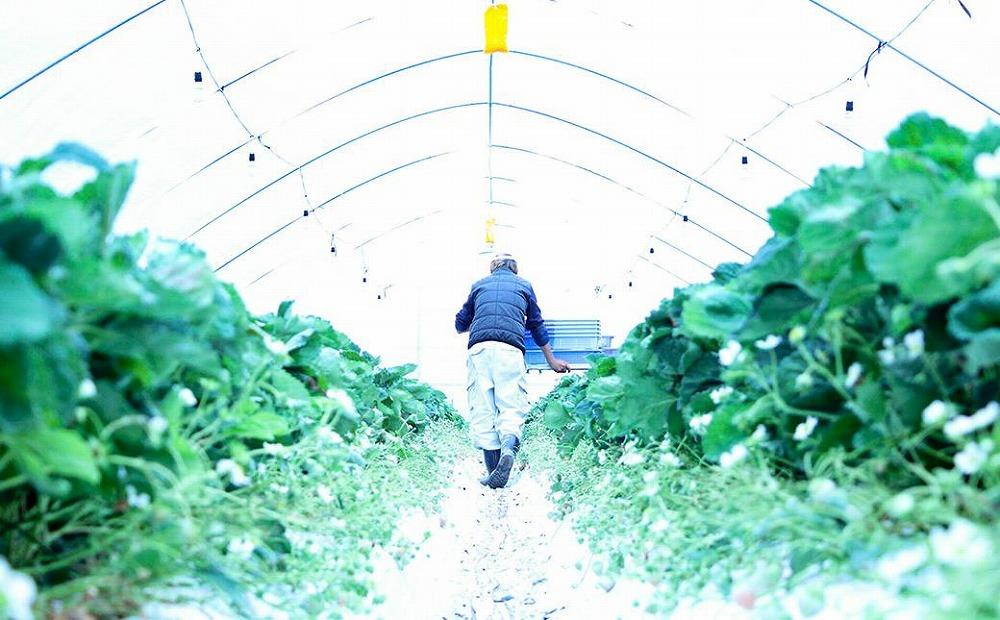 【完熟クラフト苺BERRY】有名シェフ御用達【樹上完熟赤いちご】約500g（出荷2025年12月上旬～2026年5月下旬）