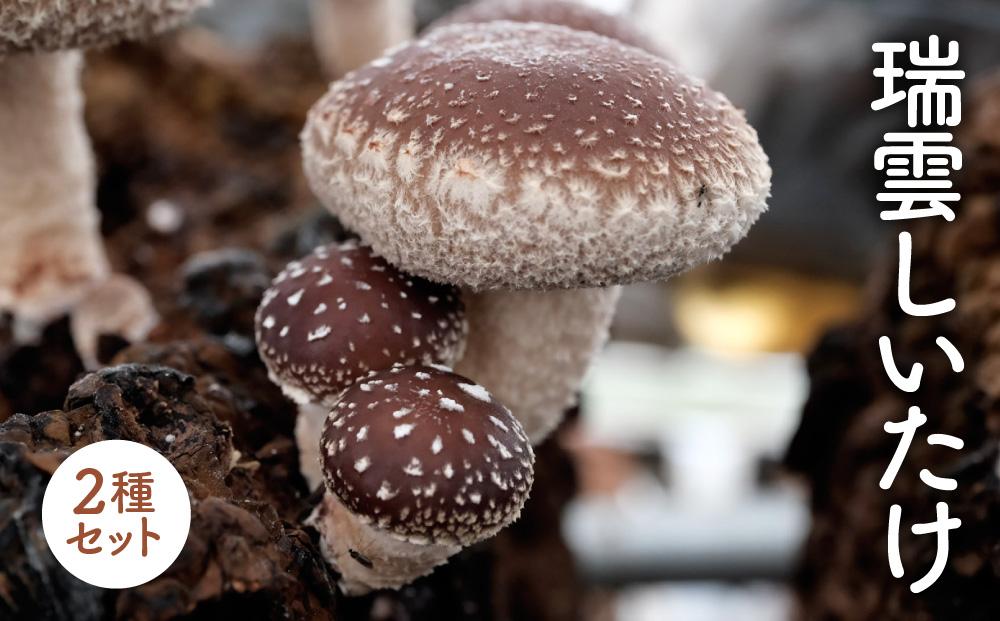 瑞雲しいたけ2種セット／2025年10月～2026年2月上旬頃お届け