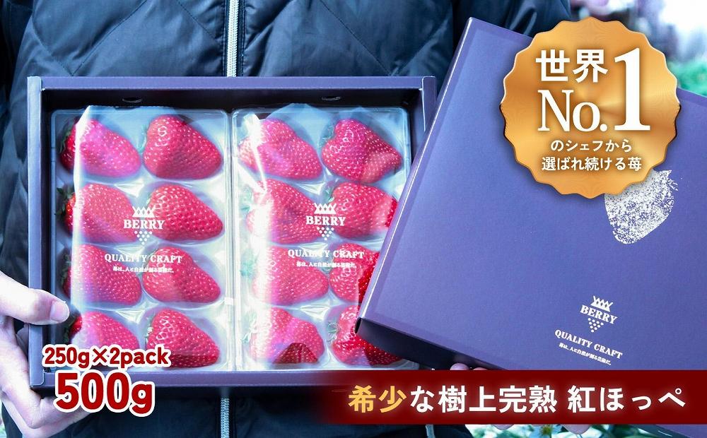 【完熟クラフト苺BERRY】有名シェフ御用達【樹上完熟紅ほっぺ】約500g（出荷2025年12月上旬～2026年5月下旬）