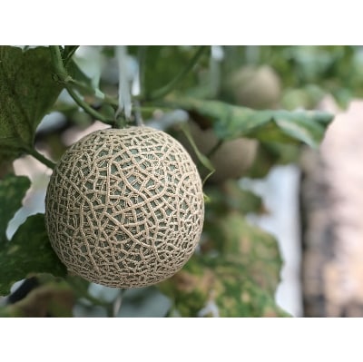 木曽岬産メロン「ラブコール」3～4玉セット　令和7年6月25日より発送