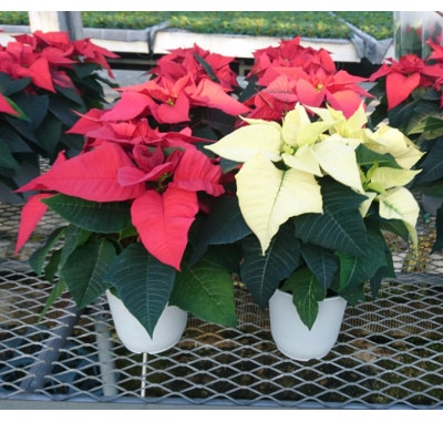 ポインセチア4号