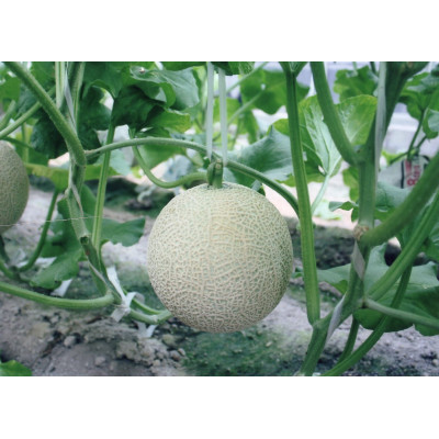 木曽岬産マスクメロン　2玉(1玉1.5kg以上)　令和8年7月9日から発送