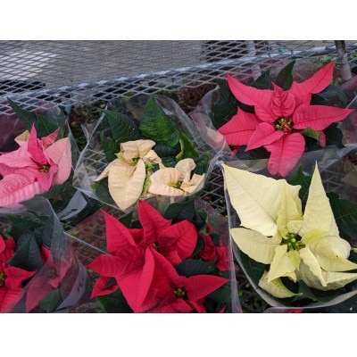 ポインセチア4号