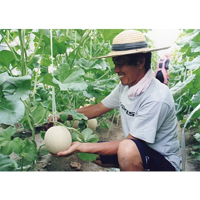 木曽岬産マスクメロン　2玉(1玉1.5kg以上)　令和8年7月9日から発送