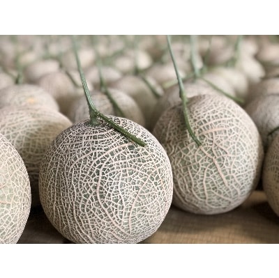 木曽岬産メロン「ラブコール」3～4玉セット　令和7年6月25日より発送