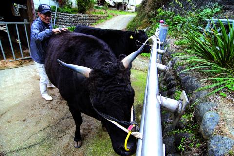 MC-01　特産松阪牛すき焼き用A