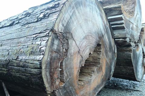 SG-01　御山杉染め　富久紗（ふくさ）