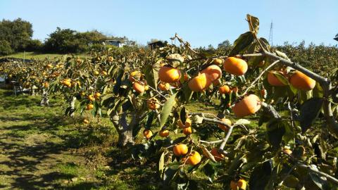 【先行予約・2025年 秋 発送】西本農園の次郎柿　NS-01