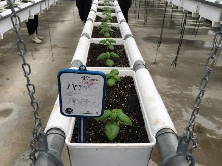 ON-02　世界初！高校のバイオマスプラントで栽培したバジルオイル　270ｇ×２本