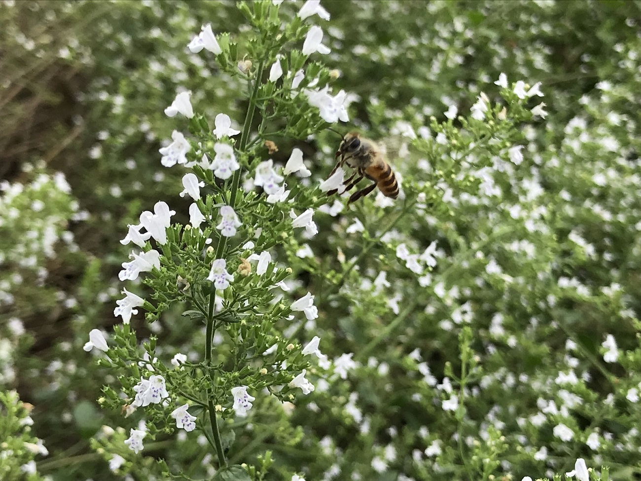 無農薬ハーブ園から採取した超希少な日本ミツバチの蜂蜜　GE-05