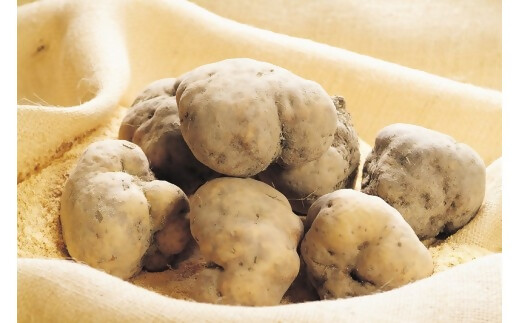 GF-21　伊勢いも入り手延べ半生とろろそば