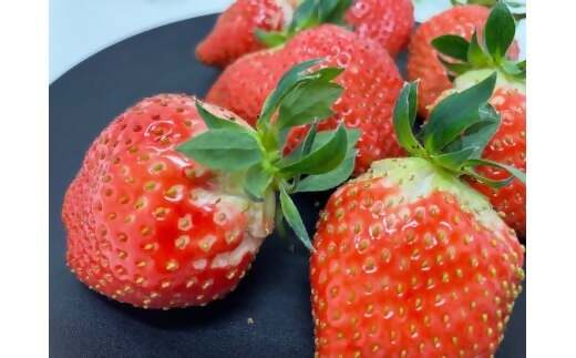 多気町産いちご　訳あり　章姫　１kg（250ｇ×4）　ワケアリ　訳アリ　イチゴ　苺　紅ほっぺ　きらぴ香　不揃い　HGY-01