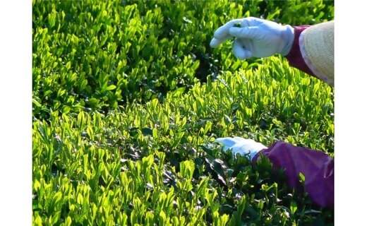 KH-11 水出しもOK！　伊勢茶ティーバッグ　深蒸し煎茶2g×100個セット