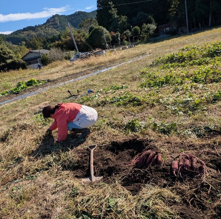 ≪訳あり≫ 栽培期間中、化学肥料・農薬不使用　温室効果ガス削減に貢献しながら、のどかな畑で大切に育てた　キズあり　サツマイモ（紅はるか）６ｋｇ　S～LLサイズ混合  MF-01