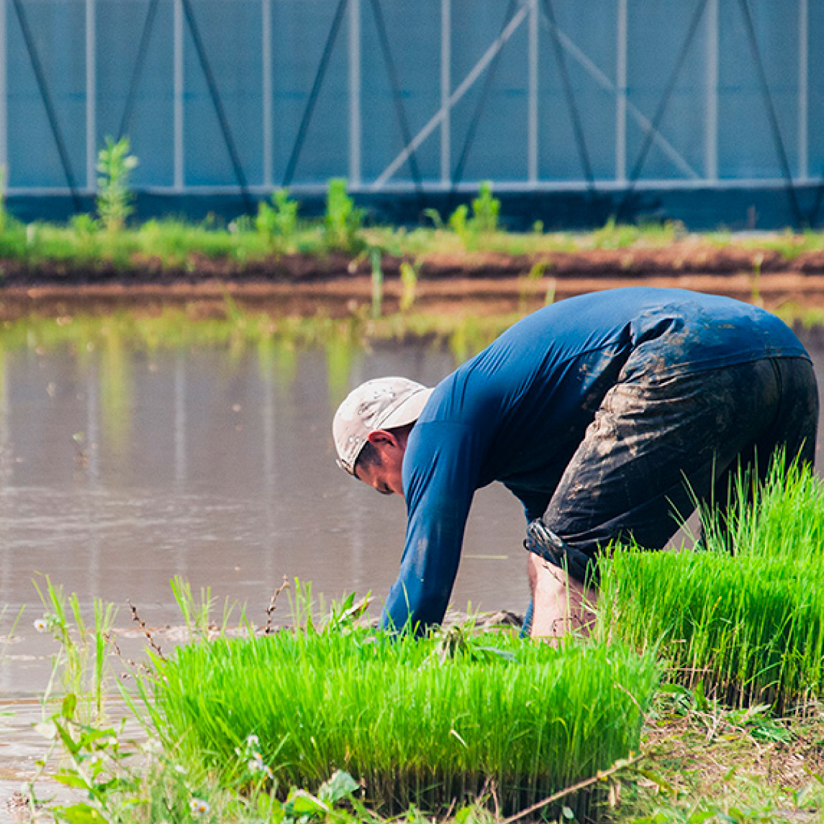  令和7年産　天日乾燥・無農薬自然栽培　食味抜群のにこまる　5㎏　年内発送可 精米 白米  5kg 国産 ごはん 人気 おすすめ 無農薬 有機 減農 数量限定 三重県 多気町NUY-01