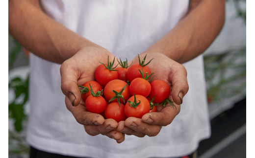 【農福連携】PF-09　どっさりトマトの満喫セット　トマト好きの方はぜひ！