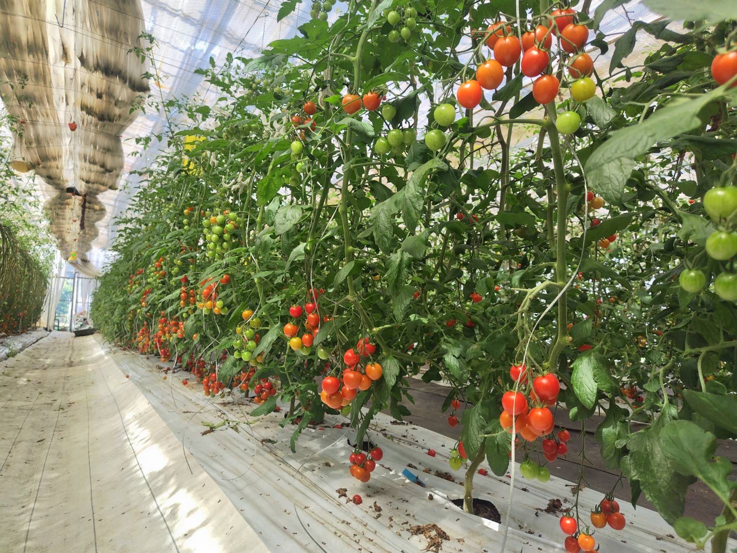 SFS-01　第4回全国トマト選手権銀賞受賞農園から贈る大玉トマト詰め合わせ