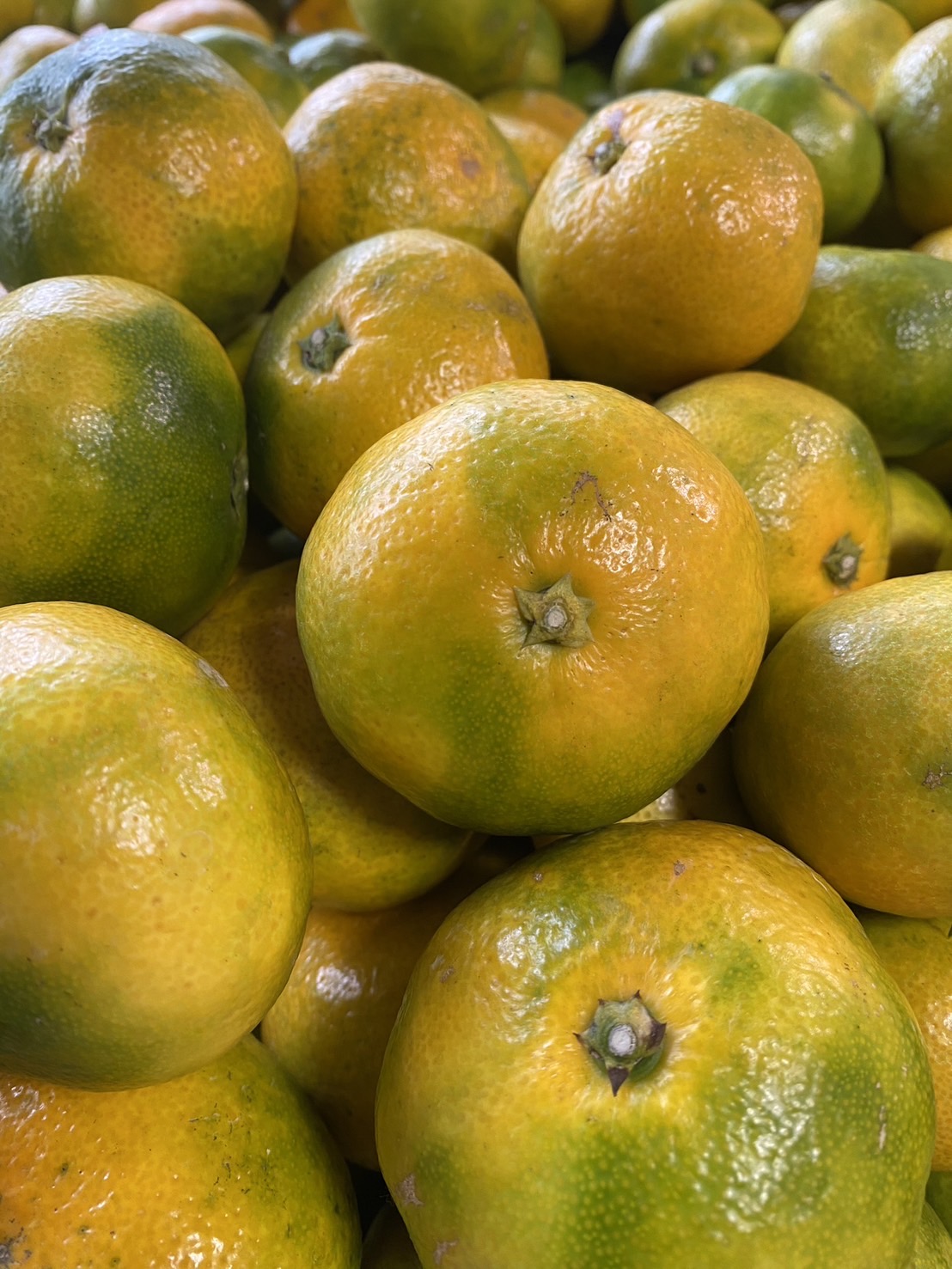 SN-01　【お届け時期限定】 早生みかん S～2Lサイズ 5kg