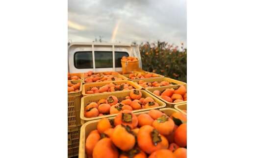 【令和8年産柿/先行予約】優しい農園の訳あり次郎柿 10kg 次郎柿 たねなし 柿 かき フルーツ 家庭用 訳あり 規格外 わけあり 不揃い ふぞろい 種なし 干し柿 先行 先行予約 三重県 多気町 YSN-01-26