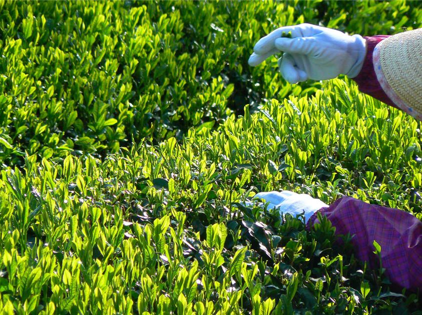 KH-03　日本三大産地「伊勢茶」詰め合わせＡ