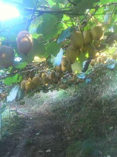 SY-01　スイートキウイ