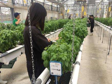 ON-01　世界初！高校のバイオマスプラントで栽培したバジルオイル　270ｇ×１本