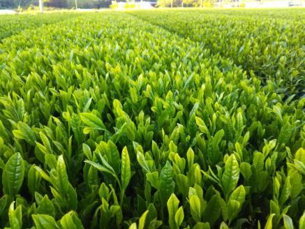 KH-05　伊勢茶と松阪牛しぐれ煮の贅沢お茶漬けセット