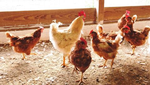 JK-02　平飼い鶏肉よくばり詰め合わせセット