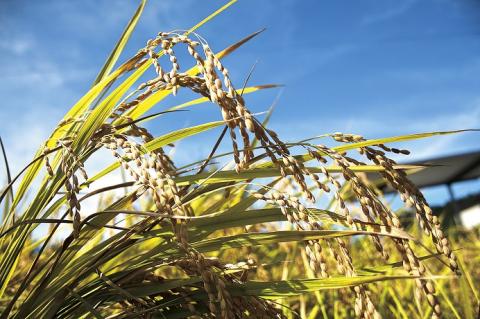 FS-03 米 「二百年米」コシヒカリ（5kg×2）