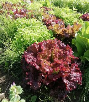 AF-02　旬の無農薬野菜と無農薬米のセット 《R5年産米》