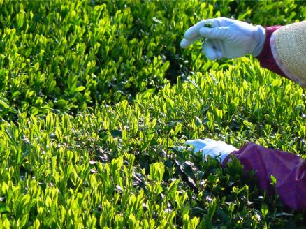 KH-04　日本三大産地「伊勢茶」詰め合わせＢ