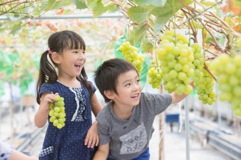 TD-07　糖度20度以上！粒詰めシャインマスカット1kg（粒500ｇ‪✕‬2袋）※収穫終了間際のため規格外品も含みます