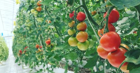 【農福連携】PF-07　機能性表示食品　POMONA TOMATO mini 　ポモナトマトミニ　200g×4