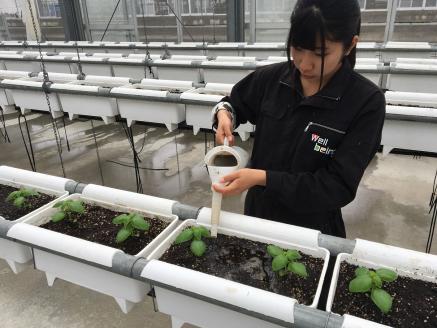 ON-02　世界初！高校のバイオマスプラントで栽培したバジルオイル　270ｇ×２本