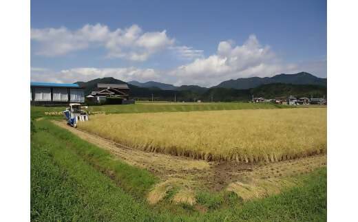 令和7年産 コシヒカリ 10kg こしひかり 米 精米 コメ FY-03-2025