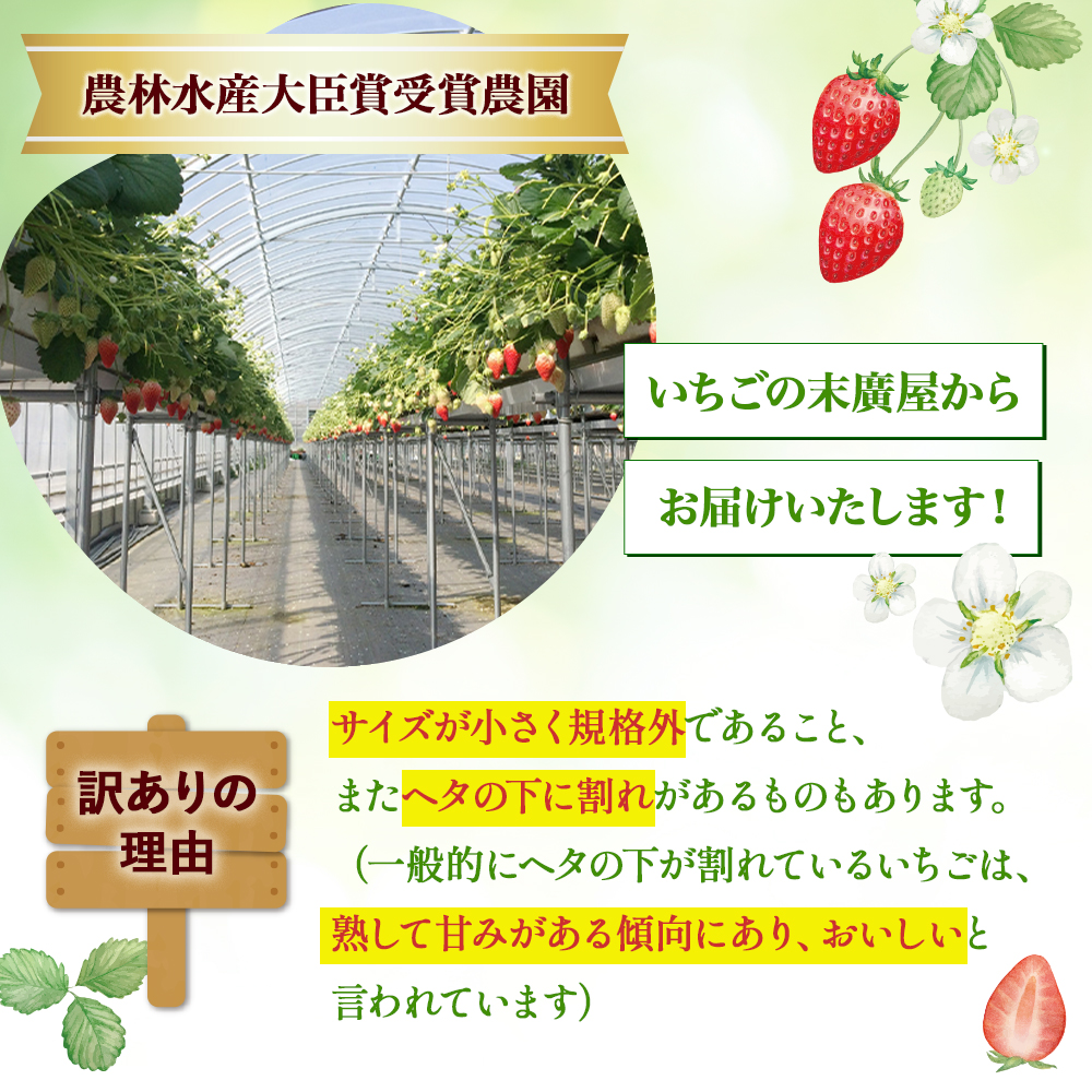（小粒）農林水産大臣賞受賞農園からお届けする【訳アリ】かおり野　1kg (250g×4) /いちご イチゴ 苺 三重県 多気町 ISH-02