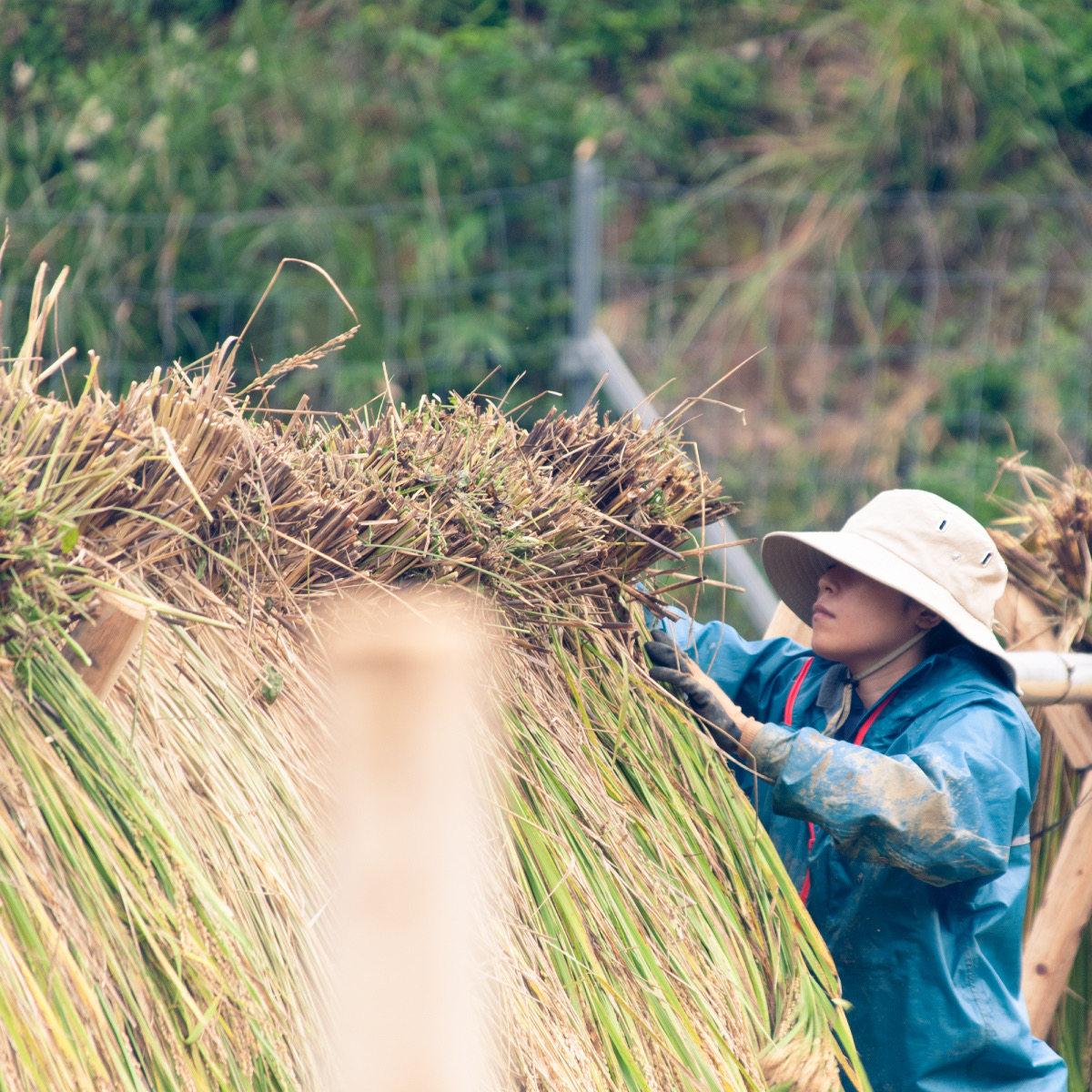  令和7年産　天日乾燥・無農薬自然栽培　食味抜群のにこまる　5㎏　年内発送可 精米 白米  5kg 国産 ごはん 人気 おすすめ 無農薬 有機 減農 数量限定 三重県 多気町NUY-01