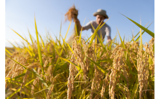  【令和8年産】【10月発送予定】先行予約 新米 ミルキークイーン 10㎏ ( 5kg ×2 ) 農家直送 ミルキークイーン お米 米 こめ コメ 10キロ ミルキークイーン 精米 令和7年度 ミルキークイーン 先行 予約 ミルキークイーン 三重県 多気町 OKN-03-1